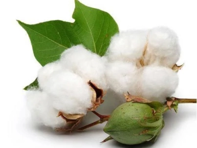 Cotton-seed.webp