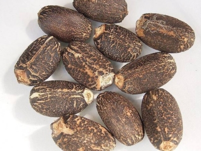 jatropha-seeds.jpg